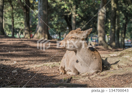 木の根元で寛ぐ鹿 奈良公園 木の根元で寛ぐ鹿 奈良公園 134700043