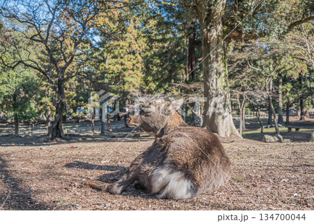 ニホンジカ（オス）　奈良公園 134700044