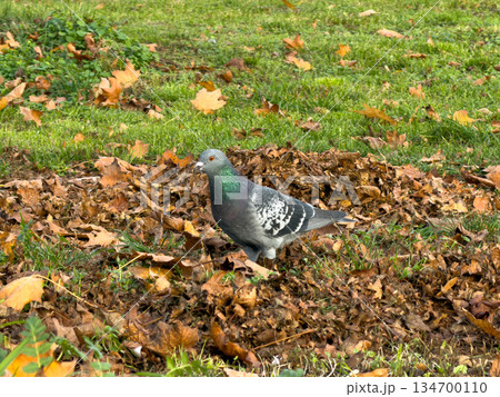 A common pigeon with iridescent green neck plumage stands among brown autumn leaves on green grass, depicting urban wildlife 134700110
