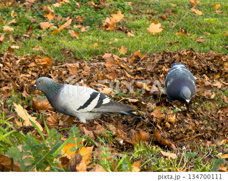 Two serene rock doves foraging amongst scattered fallen autumn leaves and vibrant green grass, illustrating nature's enduring presence in urban park landscapes Two serene rock doves foraging amongst scattered fallen autumn leaves and vibrant green grass, illustrating nature's enduring presence in urban park landscapes 134700111