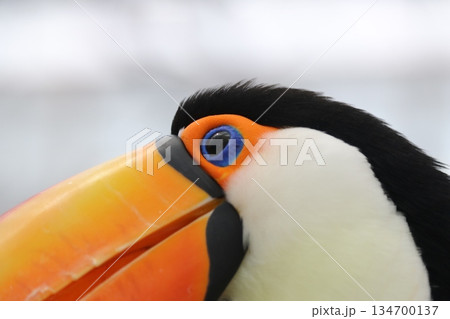 鳥　オオハシ　カラフル 134700137