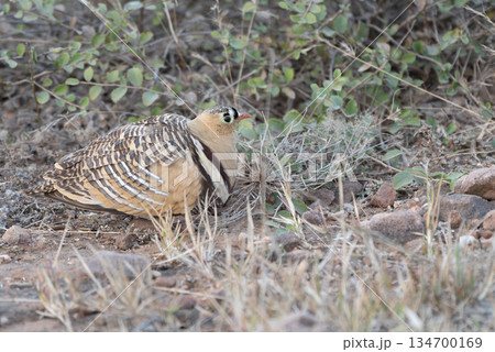 サザナミサケイ　オス 134700169