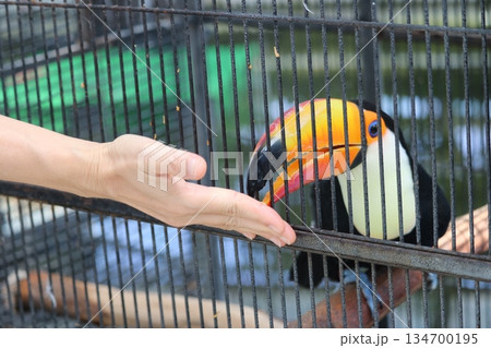 オオハシのエサやり 134700195