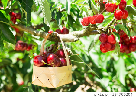 still life of cherries in wicker basket in garden still life of cherries in wicker basket in garden 134700204