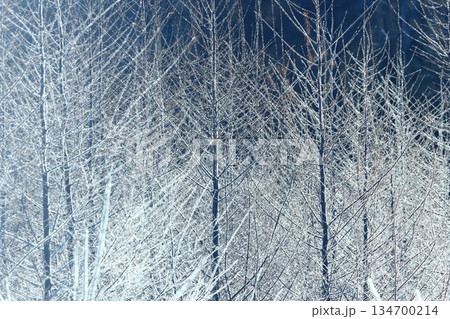 霧氷の林　極寒の朝　白銀の森 134700214