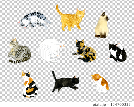 一組色彩和花紋各異的可愛貓咪。一系列手繪水彩寵物和動物插畫。 134700335