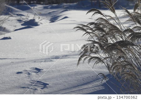 ススキと雪原 コピースペース大きめ ススキと雪原 コピースペース大きめ 134700362
