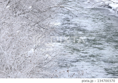 冬 厳冬の朝 白銀の霧氷に覆われた河畔林 冬 厳冬の朝 白銀の霧氷に覆われた河畔林 134700370