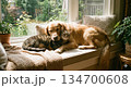 昼寝している、犬と猫 134700608