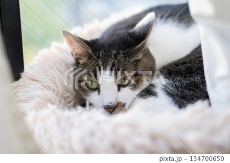 窓辺でくつろぐ可愛い猫　キジトラ猫 134700650