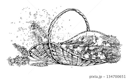 Woven wicker trug basket of lavandula lavender, spartium Spanish broom with hovering bumblebee, dots splashes. Isolated illustration hand drawn in vector ink. Eco box, beauty packaging, home wellness 134700651
