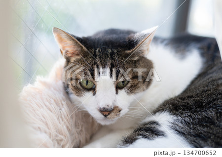 窓辺でくつろぐ可愛い猫 キジトラ猫 窓辺でくつろぐ可愛い猫 キジトラ猫 134700652