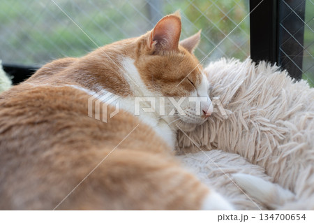 眠る猫 茶トラ白 眠る猫 茶トラ白 134700654