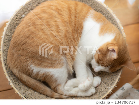 眠る猫 茶トラ白 眠る猫 茶トラ白 134700717