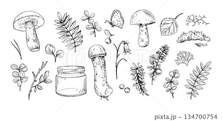Taiga Forest Botanical elements. Hand drawn mushrooms, berries, leaves, branches, moss, butterfly, jar. Good for botanical prints, packaging, tattoo art, labels, books, logos, and nature designs 134700754