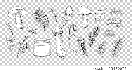 Taiga Forest Botanical elements. Hand drawn mushrooms, berries, leaves, branches, moss, butterfly, jar. Good for botanical prints, packaging, tattoo art, labels, books, logos, and nature designs Taiga Forest Botanical elements. Hand drawn mushrooms, berries, leaves, branches, moss, butterfly, jar. Good for botanical prints, packaging, tattoo art, labels, books, logos, and nature designs 134700754
