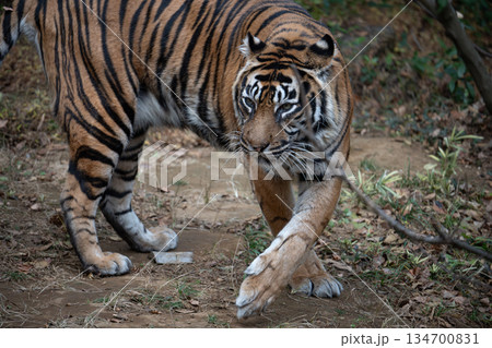 歩くトラ　スマトラトラ 134700831