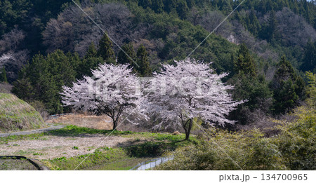 のどかな田舎に咲く満開の桜 134700965