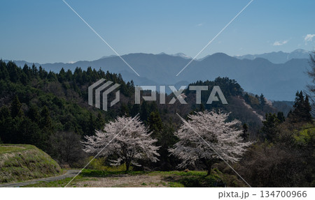 のどかな田舎に咲く満開の桜 134700966