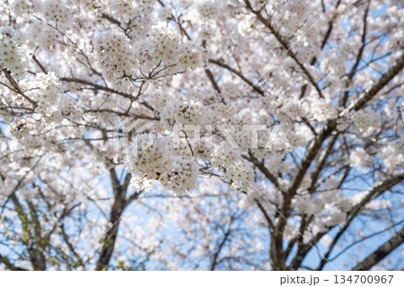 のどかな田舎に咲く満開の桜 134700967