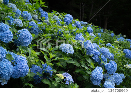綺麗な紫陽花 綺麗な紫陽花 134700969