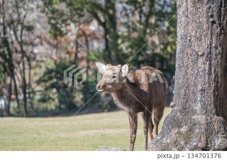 ニホンジカ（オス）　奈良公園 134701376