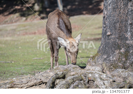 ニホンジカ（オス）　奈良公園 134701377