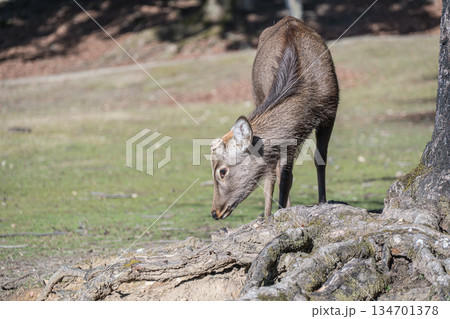 ニホンジカ（オス）　奈良公園 134701378