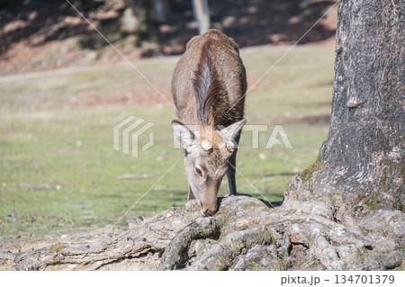 ニホンジカ（オス）　奈良公園 134701379