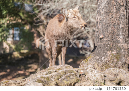 ニホンジカ（オス）　奈良公園 134701380