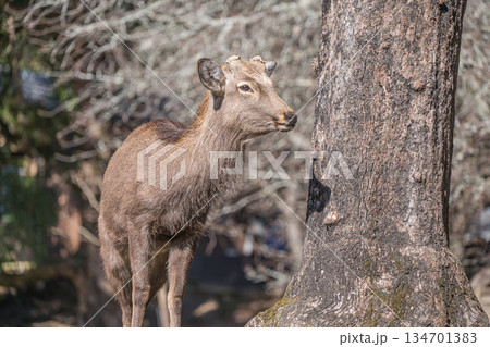 ニホンジカ（オス）　奈良公園 134701383