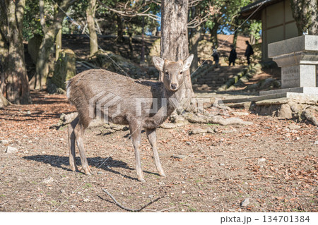 ニホンジカ(オス) 奈良公園 ニホンジカ(オス) 奈良公園 134701384