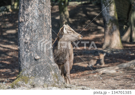 ニホンジカ（オス）　奈良公園 134701385