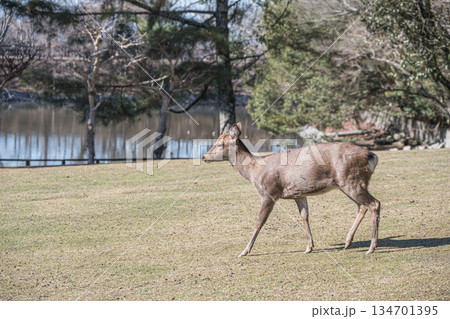 ニホンジカ（メス）　奈良公園 134701395
