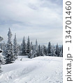 Snow covered pine forest on gentle mountain slope 134701460