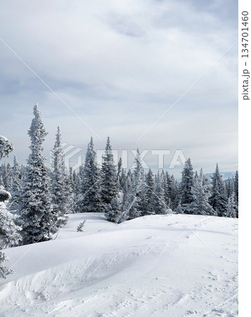 Snow covered pine forest on gentle mountain slope Snow covered pine forest on gentle mountain slope 134701460