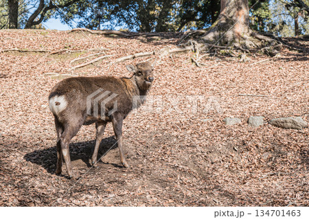 ニホンジカ(オス) 奈良公園 ニホンジカ(オス) 奈良公園 134701463
