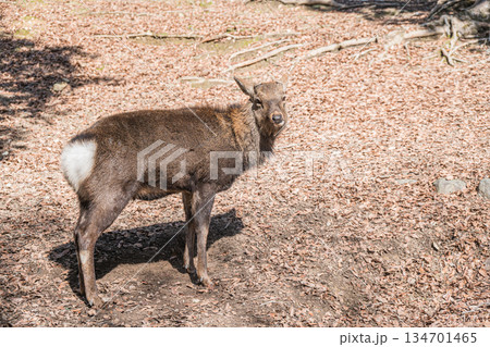 ニホンジカ（オス）　奈良公園 134701465