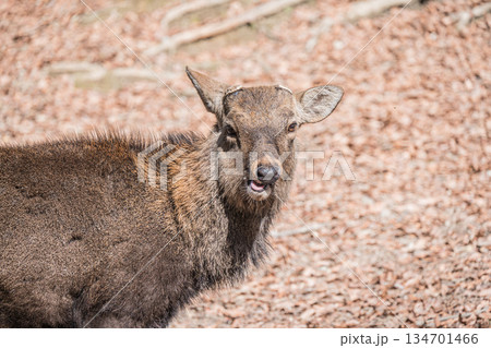 ニホンジカ(オス) 奈良公園 ニホンジカ(オス) 奈良公園 134701466