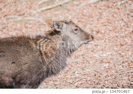 ニホンジカ（オス）　奈良公園 134701467