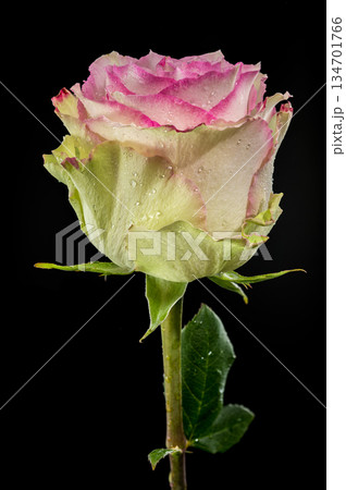 A Pink and Cream Rose with Water Droplets on Black A Pink and Cream Rose with Water Droplets on Black 134701766