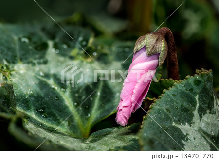 Vibrant Pink Cyclamen Persicum Flowers With Delicate Green Patterned Leaves Vibrant Pink Cyclamen Persicum Flowers With Delicate Green Patterned Leaves 134701770