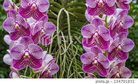 Purple Vanda Coerulea Orchid with Net Pattern 4K AI Purple Vanda Coerulea Orchid with Net Pattern 4K AI 134701831