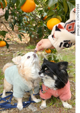 オレンジ色のみかんとチワワ2頭の可愛い瞬間 134701908