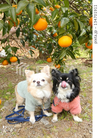 みかんの実と葉に囲まれたチワワ2頭の写真 みかんの実と葉に囲まれたチワワ2頭の写真 134701911