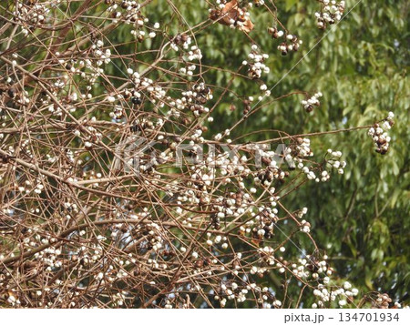 ナンキンハゼの実 134701934