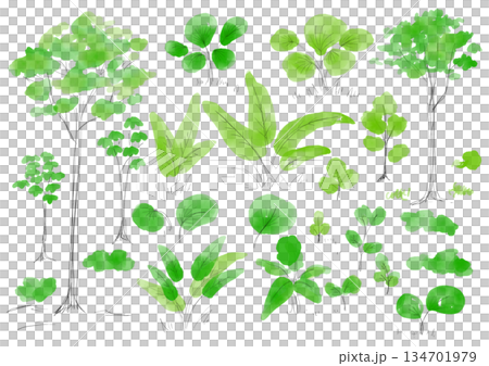 樹木和熱帶雨林植物的水彩插圖 - 手繪水彩畫 樹木和熱帶雨林植物的水彩插圖 - 手繪水彩畫 134701979