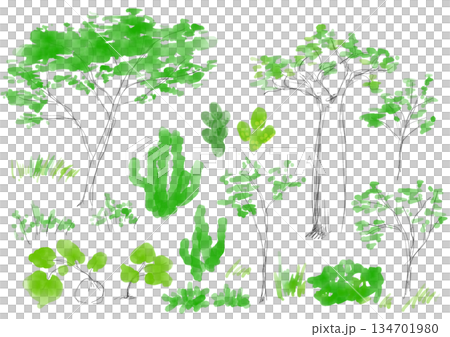 木の水彩イラスト サバンナの植物イラストセット 手描きイラスト 木の水彩イラスト サバンナの植物イラストセット 手描きイラスト 134701980