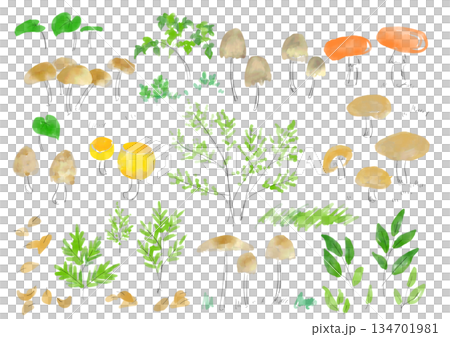 一套水彩插圖，描繪了各種蘑菇 134701981