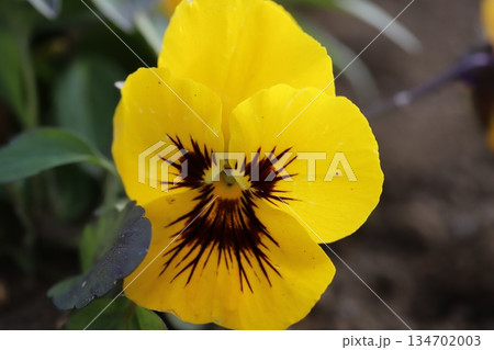 12月の冬の庭に咲く黄色いパンジーの花 134702003